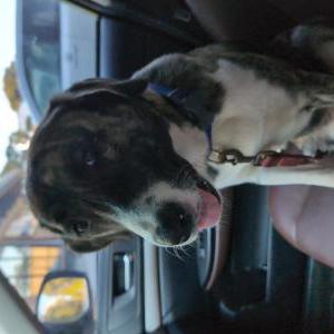 Found Dog Unknown