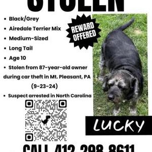 Lost Dog Lucky