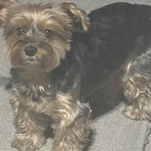 Lost Dog Tikki