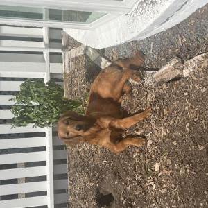 Lost Dog Sadie
