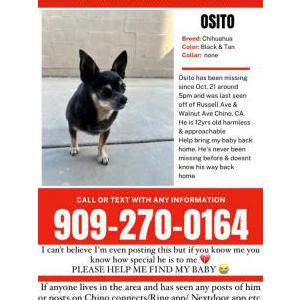 Lost Dog Osito