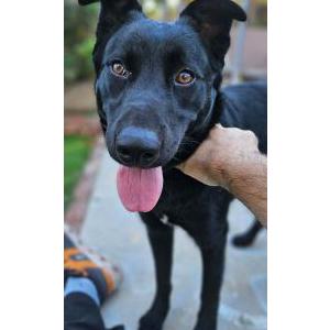 Found Dog Unknown