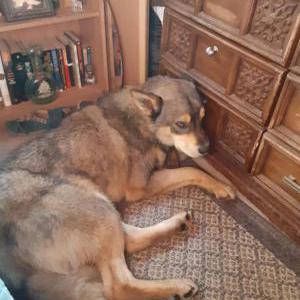 Found Dog Shepard husky mix?