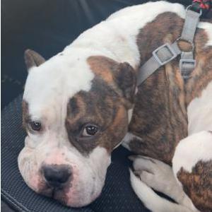 Found Dog Unknown