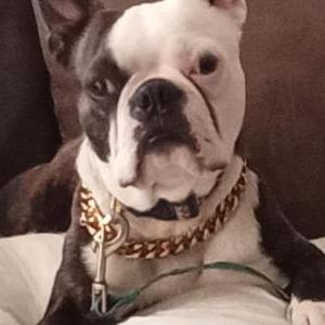 Image of Ali, Lost Dog
