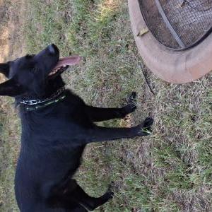Image of Jacks, Lost Dog