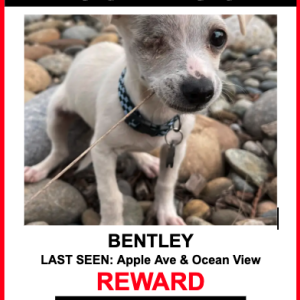 Lost Dog BENTLEY