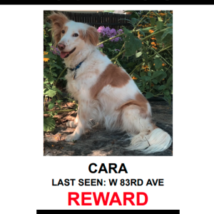 Lost Dog CARA