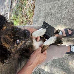 Found Dog Unknown