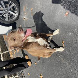 Found Dog Unknown
