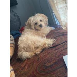 Lost Dog Bella