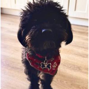 Found Dog Buddy