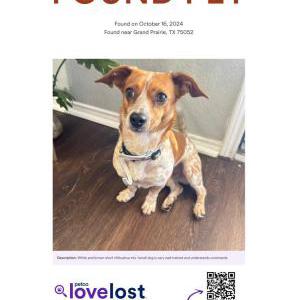Found Dog Unk
