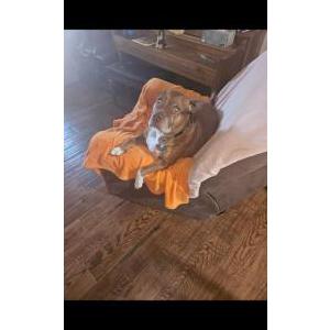 Lost Dog Herman