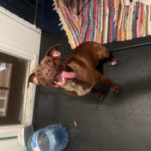 Found Dog Unknown