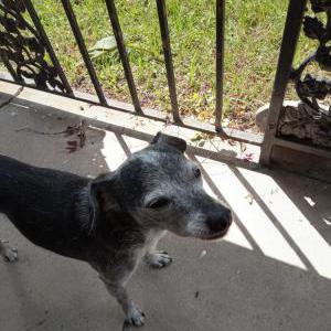 Lost Dog Rocky