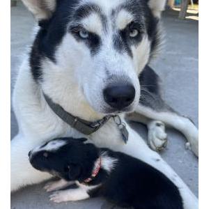 Lost Dog Togo
