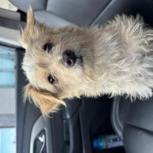 Found Dog Unsure