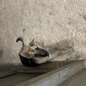 Found Dog Unknown