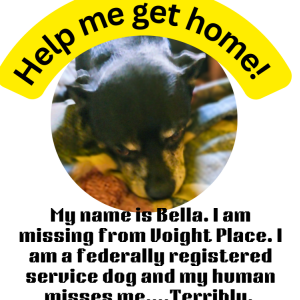 Lost Dog Bella