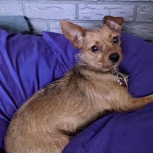 Lost Dog Zelda