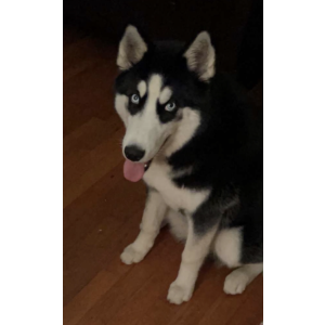 Lost Dog Nova