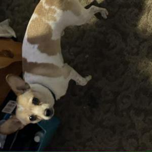 Found Dog Unknown