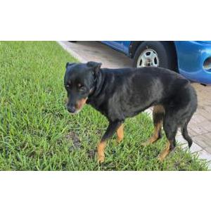 Lost Dog Lani