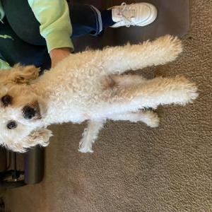 Found Dog Unknown