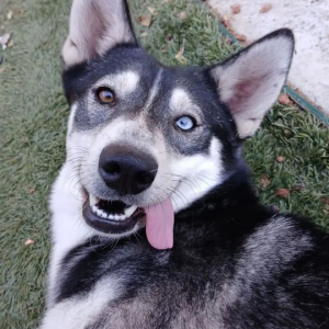 Lost Dog Lyla