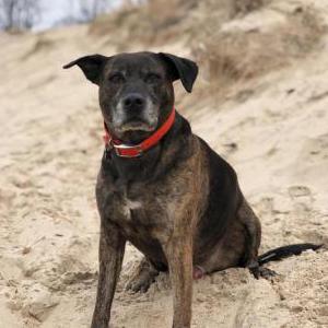 Lost Dog Bruno