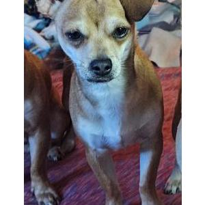 Lost Dog Arthur