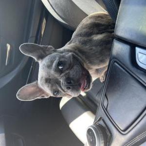 Lost Dog Mercedes