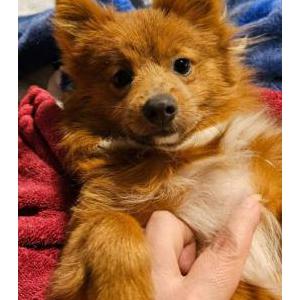 Lost Dog Rocky