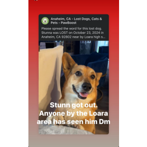 Lost Dog Stunna