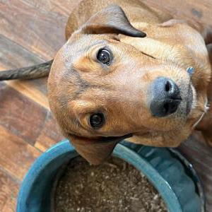 Lost Dog Minerva