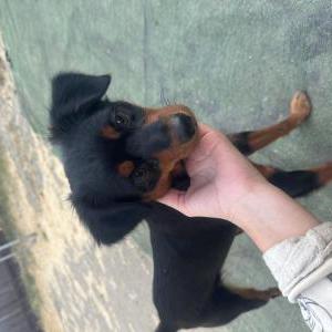 Found Dog Unknown