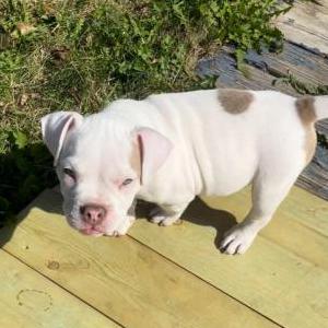 Lost Dog Rich