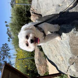 Lost Dog Benjy