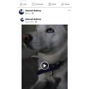 Lost Dog Aasta Marie