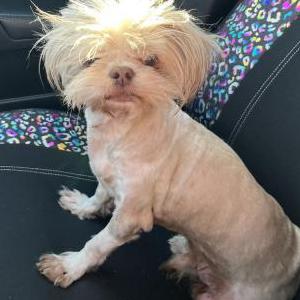 Found Dog Uninown