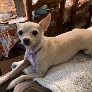 Lost Dog Sophia