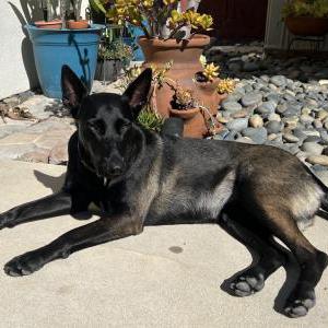 Found Dog No name