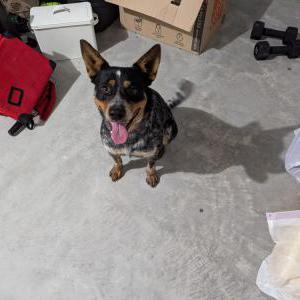 Found Dog unknown