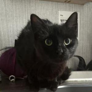Image of Black Girl Cat FOUND, Found Cat