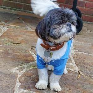 Lost Dog Dude Gizmo Vassar