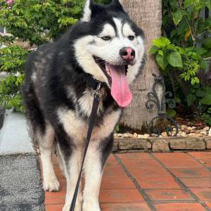 Found Dog Unknown