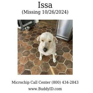 Lost Dog Issa