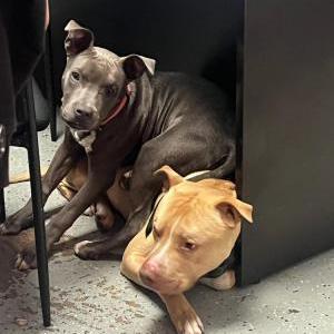 Lost Dog CASH & MONEY