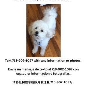 Lost Dog Snowball